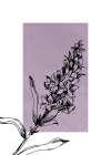 Lavender flowers Art Print