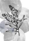 Lavender flowers Art Print