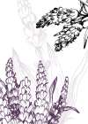 Lavender flowers Art Print