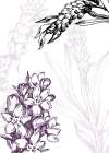 Lavender flowers Art Print