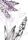 Lavender flowers Art Print