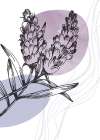 Lavender flowers Art Print