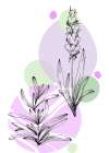 Lavender flowers Art Print