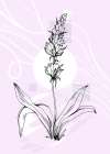 Lavender flowers Art Print