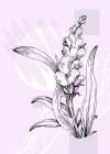 Lavender flowers Art Print