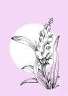 Lavender flowers Art Print