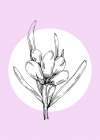 Lavender flowers Art Print