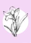 Lavender flowers Art Print