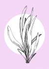 Lavender flowers Art Print