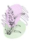 Lavender flowers Art Print