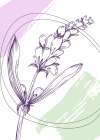 Lavender flowers Art Print