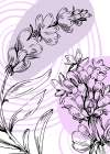 Lavender flowers Art Print