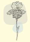 Irises flowers minimal art Art Print