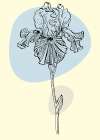 Irises flowers minimal art Art Print