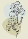 Irises flowers minimal art Art Print