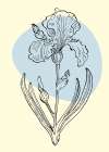 Irises flowers minimal art Art Print