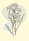 Irises flowers minimal art Art Print