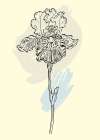 Irises flowers minimal art Art Print