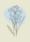 Irises flowers minimal art Art Print