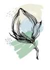 Cotton flowers minimal art Art Print
