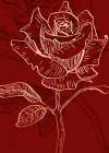 Roses flowers minimal art Art Print
