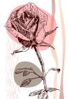 Roses flowers minimal art Art Print
