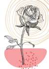Roses flowers minimal art Art Print