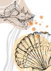 Shells Art Print