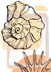 Shells Art Print