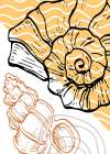 Shells Art Print