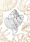Shells Art Print