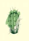 Cactus exotic plants succulents Art Print