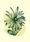 Cactus exotic plants succulents Art Print