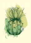 Cactus exotic plants succulents Art Print