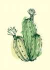 Cactus exotic plants succulents Art Print