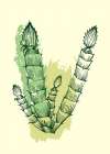 Cactus exotic plants succulents Abstract Art Print