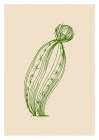 Cactus exotic plants succulents Art Print