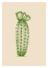 Cactus exotic plants succulents Art Print