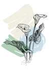 Callas flowers minimal art Art Print