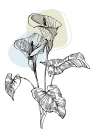 Callas flowers minimal art Art Print