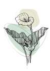 Callas flowers minimal art Art Print