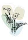 Callas flowers minimal art Art Print