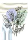 Callas flowers minimal art Art Print