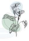 Callas flowers minimal art Art Print