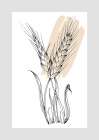 Wheat Art Print
