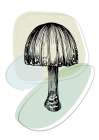 Mushrooms Art Print