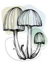 Mushrooms Art Print