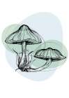 Mushrooms Art Print