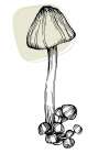 Mushrooms Art Print