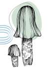 Mushrooms Art Print